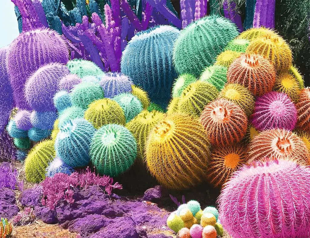 Puzzle 2000p - Arc-en-ciel de cactus